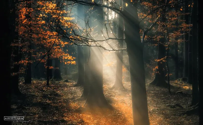 Autumn forest with sunrays — © Athanasios Panagiotopoulos